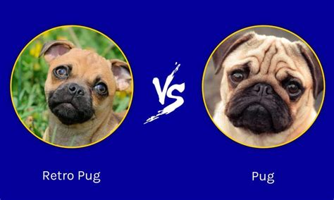 original pug vs modern.